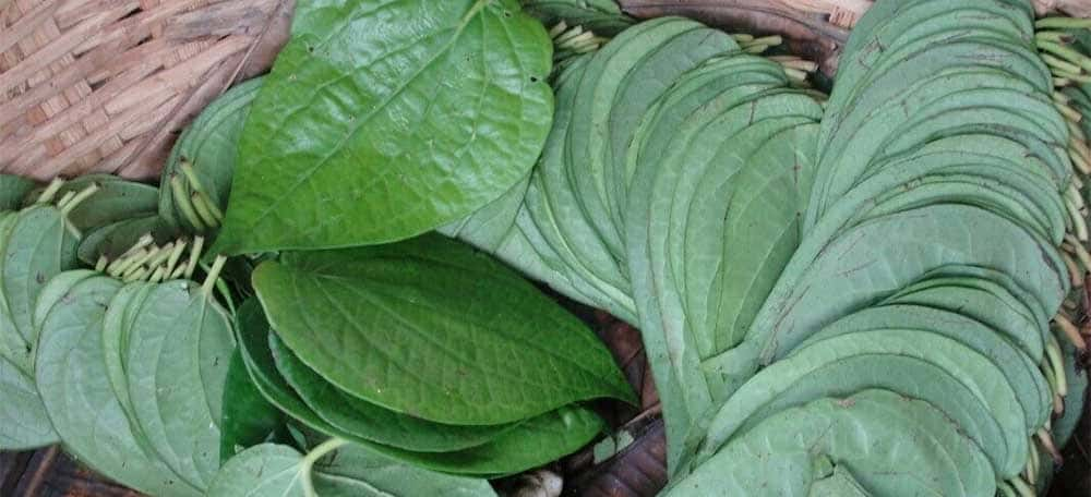 betel, superfood